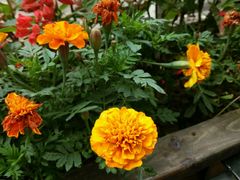 android_upload_pic-黔蘑菇四季餐厅(观山湖店)