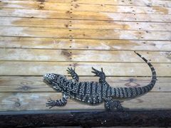 -石家庄市动物园