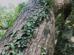 -青芝山风景名胜区