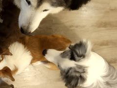 -浣熊柯尔鸭土拨鼠·电玩咖
