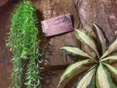 -醉小酒馆·川菜·江湖菜·重庆菜(观音桥旗舰店)