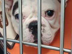 -顺强宠物诊所·狂犬免疫·夜诊·骨科(嘉定店)