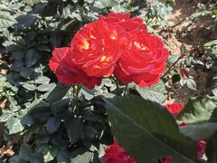 -人民公园(罗湖区)