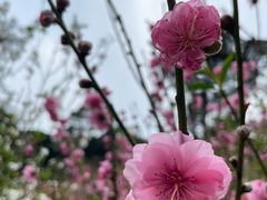 -桃花涧