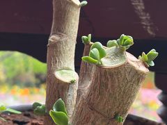 -宣科纳西古乐·非遗音乐(大水车店)