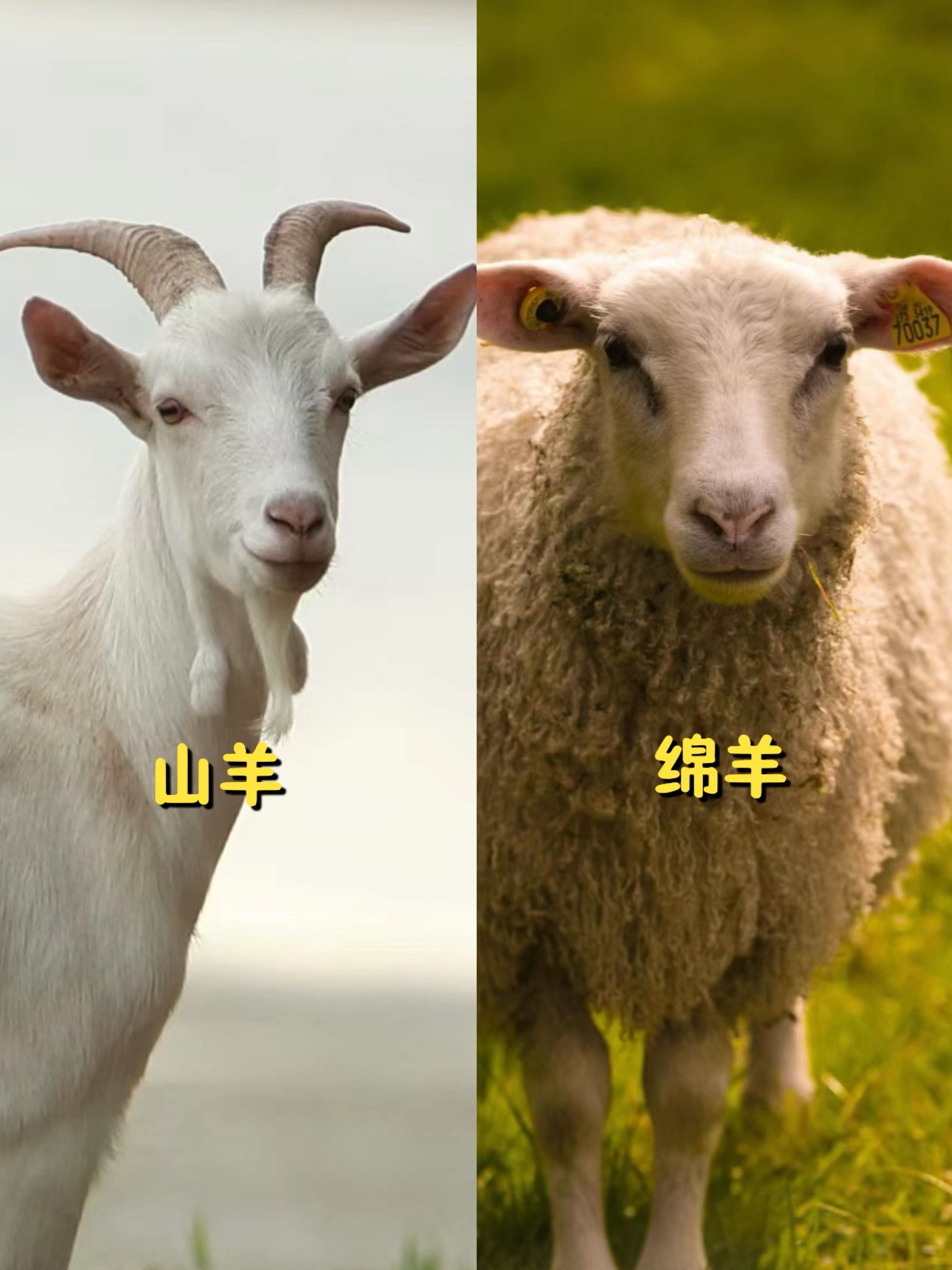 羊代表什么仙家