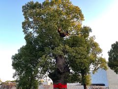 -养云安缦吧THE BAR