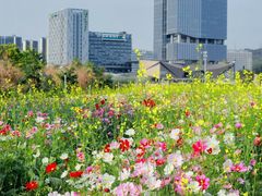 -光明小镇欢乐田园