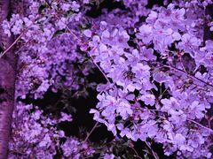 -西北湖绿化广场