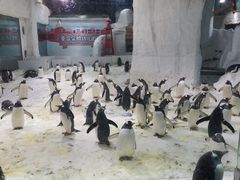 -大连圣亚海洋世界