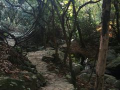 -深圳仙湖植物园-停车场