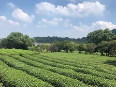 -中国茶叶博物馆(双峰馆区)
