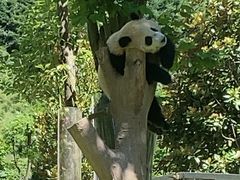-卧龙中华大熊猫苑神树坪基地
