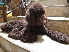 -more than meow吴止猫主题餐厅(承德 中船汇店)