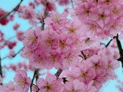 -杭州植物园