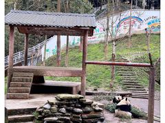 -中国大熊猫保护研究中心雅安碧峰峡基地
