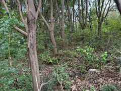 -同里国家湿地公园