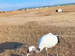 -盐城丹顶鹤湿地生态旅游区
