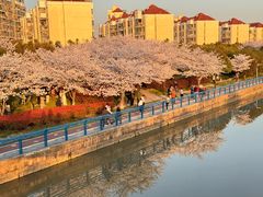 -高东镇樱花园