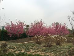 -灵山莲花公园-温泉度假区