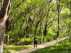 -昆山城市生态森林公园