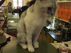 -猫色咖啡·猫咖