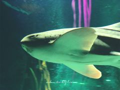 -沈阳海洋探索中心