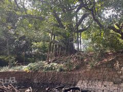 -九龙公园