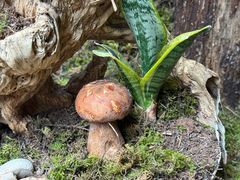 -蔼若春.传承云南菜(金碧公园店)