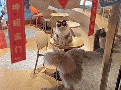 -米乐乖乖猫咪咖啡馆·猫咖(深圳湾后海汇店)