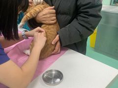 -北京观赏动物医院·24小时大型综合·猫专科·异宠专科