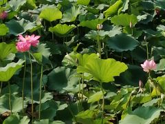 -大兴滨河森林公园