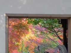 -秋霞圃