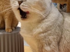 -米乐乖乖猫咪咖啡馆·猫咖(深圳湾后海汇店)