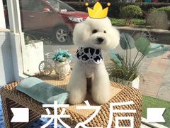 -BABYDOG宝贝狗宠物乐园(欧洲城店)