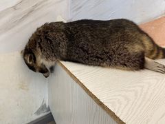 -浣熊柯尔鸭土拨鼠·电玩咖