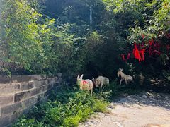 -鸡鸣山旅游景区