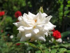 -人民公园(罗湖区)