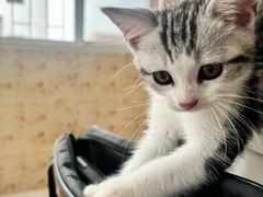 -lincat·猫舍(广州店)