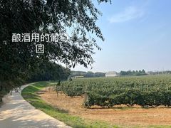 -北京张裕爱斐堡酒庄