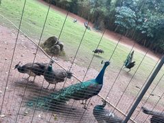 -深圳野生动物园