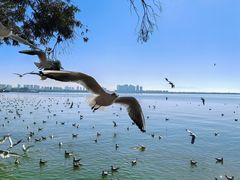-海埂大坝
