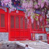北京紫藤观赏攻略｜8大最佳宝藏地