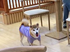 -柴源莊·柴小宠柴犬咖啡