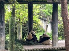 -中国大熊猫保护研究中心雅安碧峰峡基地