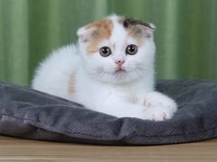 -Bastet sally猫舍购宠(静安店)