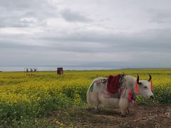 -青海湖国家重点风景名胜区