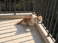 -守诺宠物医院·眼科· 特色牙科·异宠专科(虹口店)