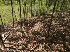 -新安江山水画廊风景区