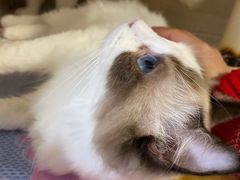 -Bastet sally猫舍购宠(静安店)